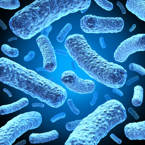 bakterije